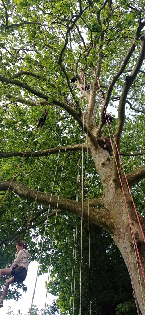 Découverte grimpe d'arbre près d'Angers